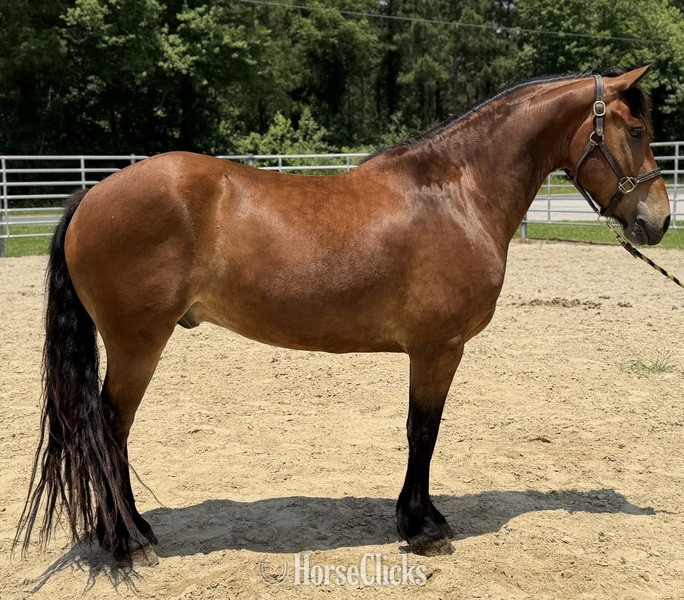 "Sampson" Bay Gelding Draft