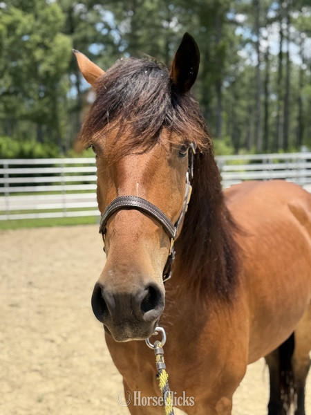 North Carolina "Sampson" Bay Gelding Draft