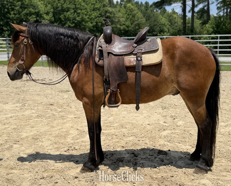 "Sampson" Bay Gelding Draft - Draft in North Carolina