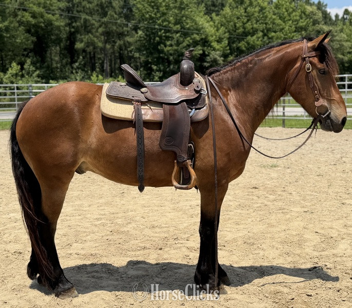 "Sampson" Bay Gelding Draft - Draft