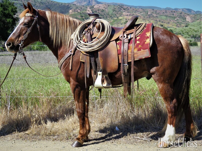 "FUJI" Chestnut Gelding Pony in California