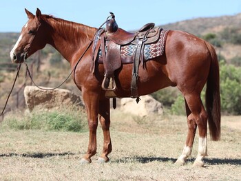 "Manny" Sorrel Gelding Quarter Horse