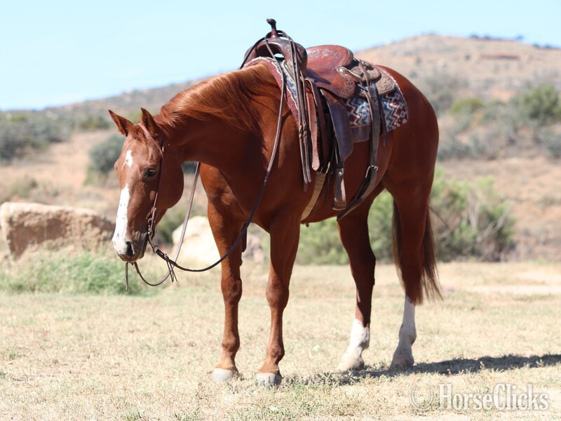 "Manny" Sorrel Gelding Quarter Horse