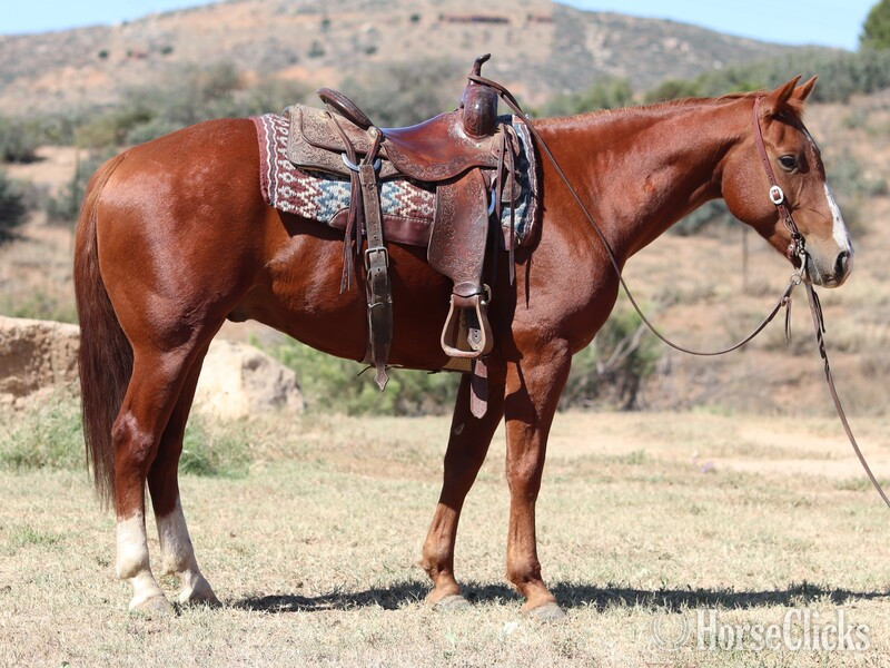 California "Manny" Sorrel Gelding Quarter Horse