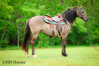 "CASH FLOW" Grullo Gelding Andalusian