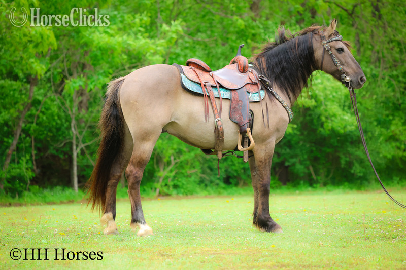 "CASH FLOW" Grullo Gelding Andalusian in Kentucky
