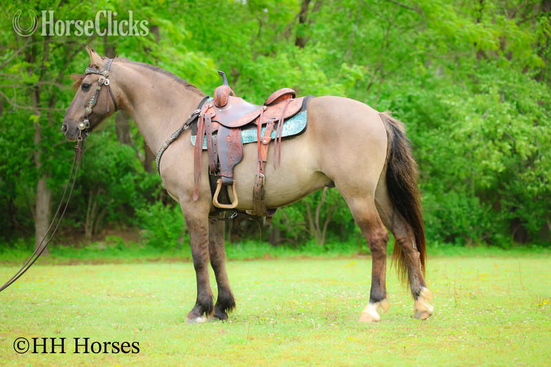 "CASH FLOW" Grullo Gelding Andalusian