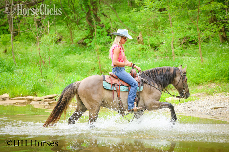 Kentucky "CASH FLOW" Grullo Gelding Andalusian