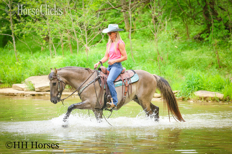 "CASH FLOW" Grullo Gelding Andalusian - Andalusian in Kentucky