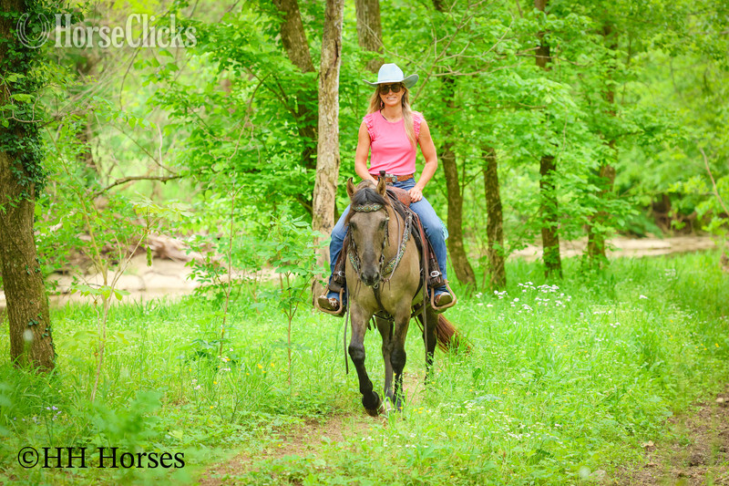 "CASH FLOW" Grullo Gelding Andalusian - Andalusian