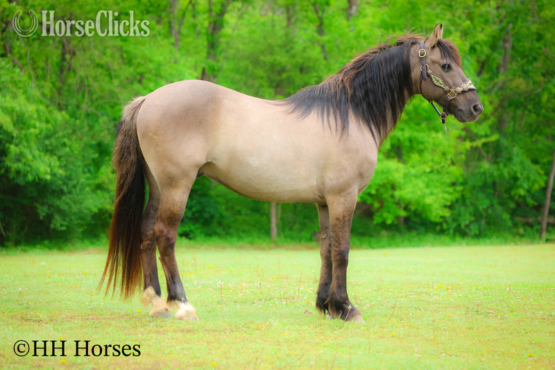 Andalusian - "CASH FLOW" Grullo Gelding Andalusian in Kentucky