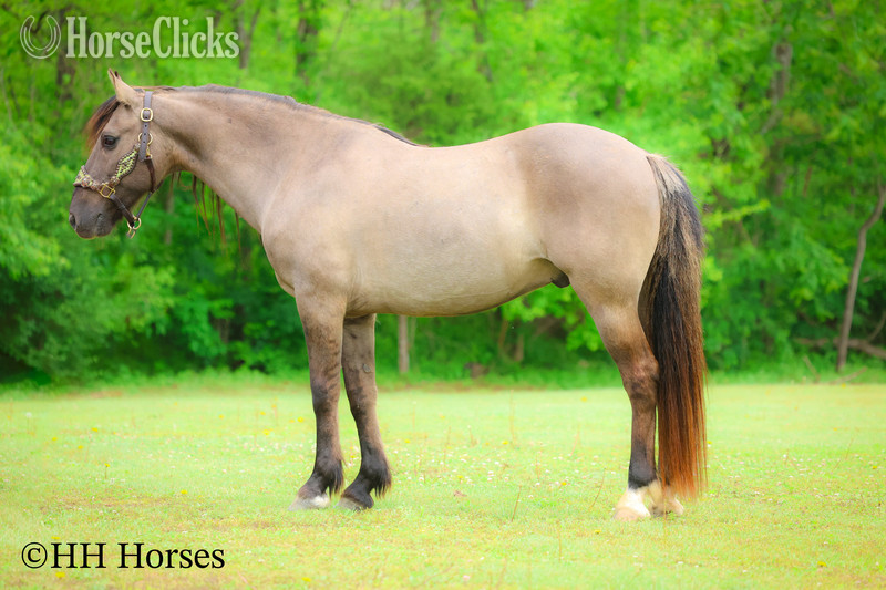 Andalusian - "CASH FLOW" Grullo Gelding Andalusian
