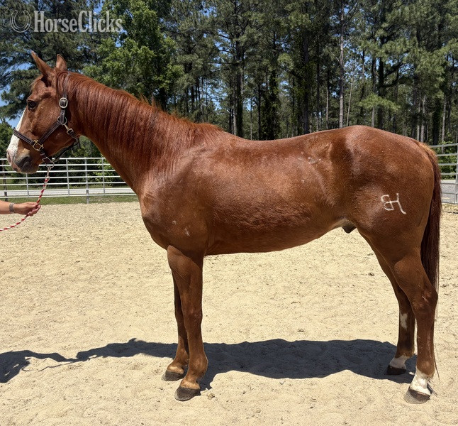 "Sorrel " Sorrel Gelding Quarter Horse in North Carolina