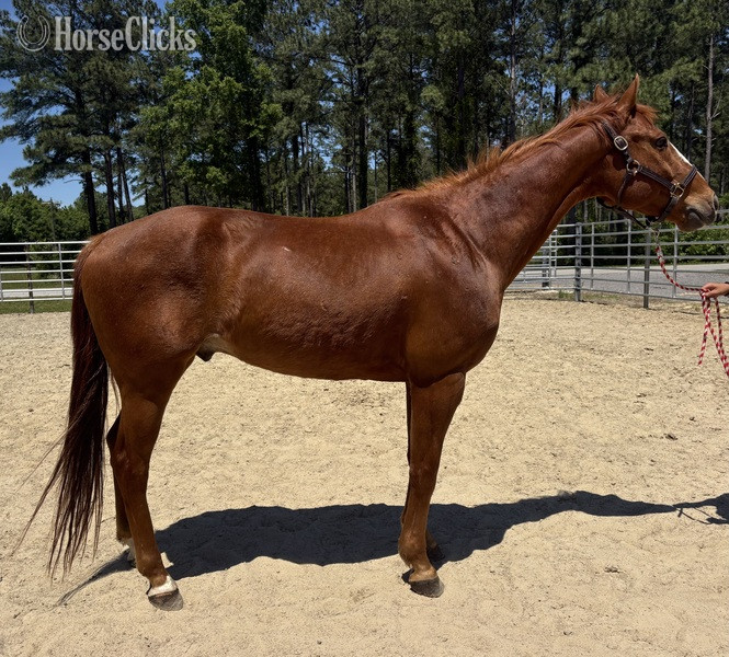 "Sorrel " Sorrel Gelding Quarter Horse