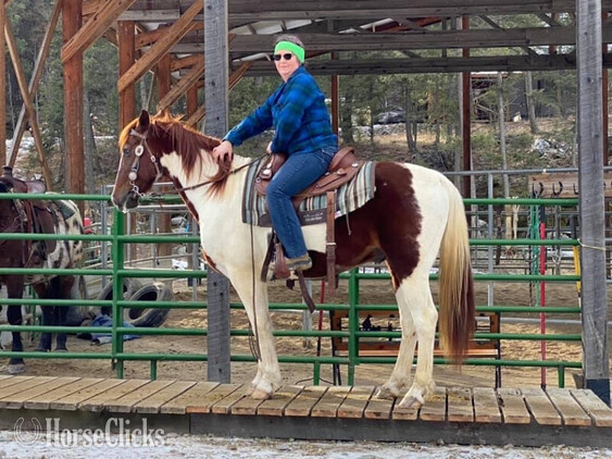 "Chief" Other Gelding Tennessee Walker in Montana