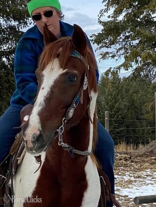 "Chief" Other Gelding Tennessee Walker