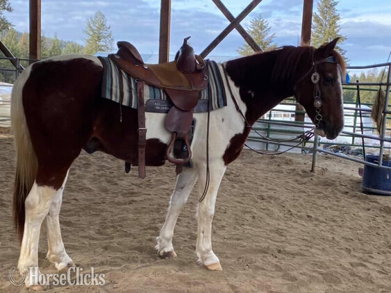 Montana "Chief" Other Gelding Tennessee Walker