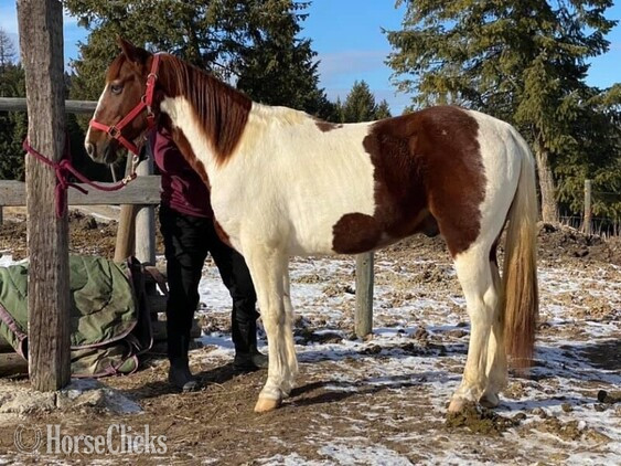 "Chief" Other Gelding Tennessee Walker - Tennessee Walker in Montana