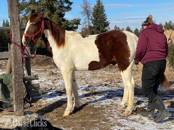 "Chief" Other Gelding Tennessee Walker - Tennessee Walker