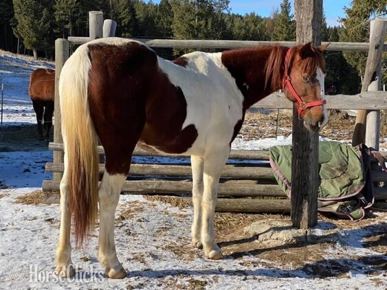 "Chief" Other Gelding Tennessee Walker Montana