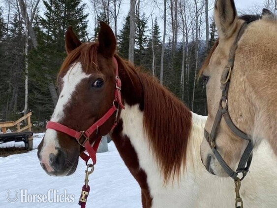 Tennessee Walker - "Chief" Other Gelding Tennessee Walker in Montana
