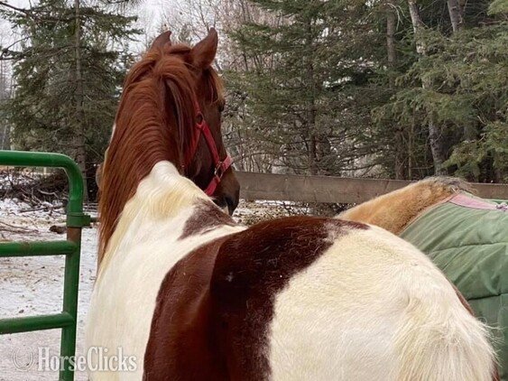 Tennessee Walker - "Chief" Other Gelding Tennessee Walker