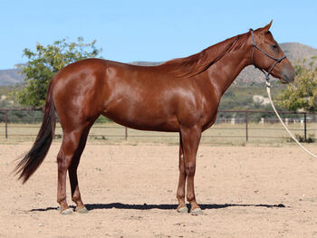 "Nelly" Sorrel Filly Quarter Horse