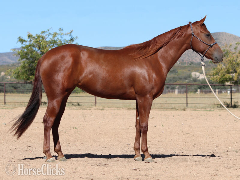 "Nelly" Sorrel Filly Quarter Horse in California