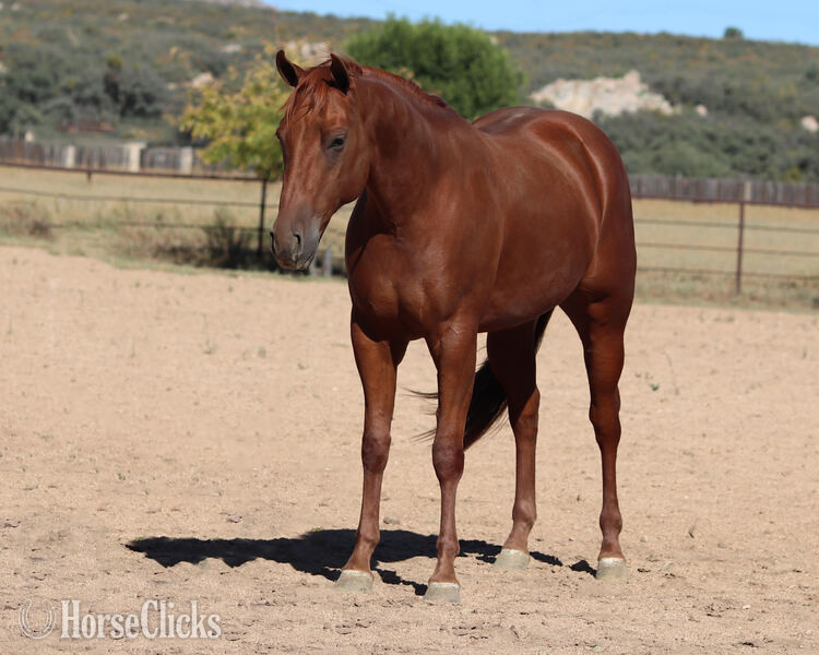 "Nelly" Sorrel Filly Quarter Horse