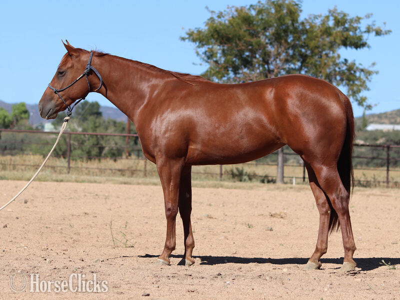 California "Nelly" Sorrel Filly Quarter Horse