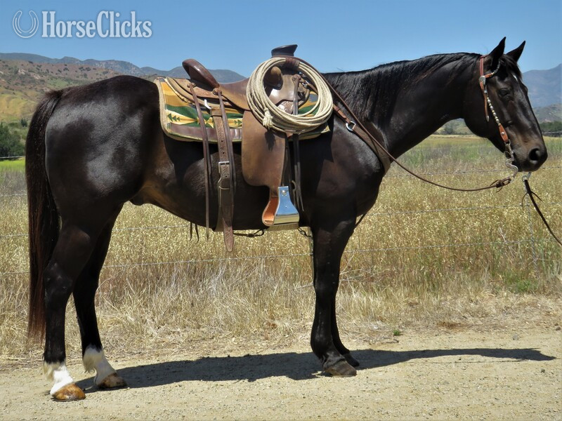 "MIKEY" Black Gelding Quarter Horse in California