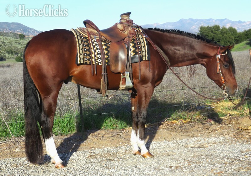 "LOOKIN LIKE LAZY" Bay Gelding Quarter Horse in California