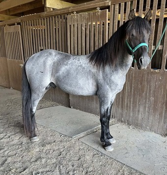 Blue Roan 15hh Rocky Mountain Stallion