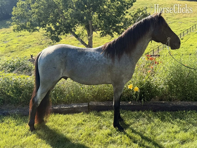 Blue Roan 15hh Rocky Mountain Stallion