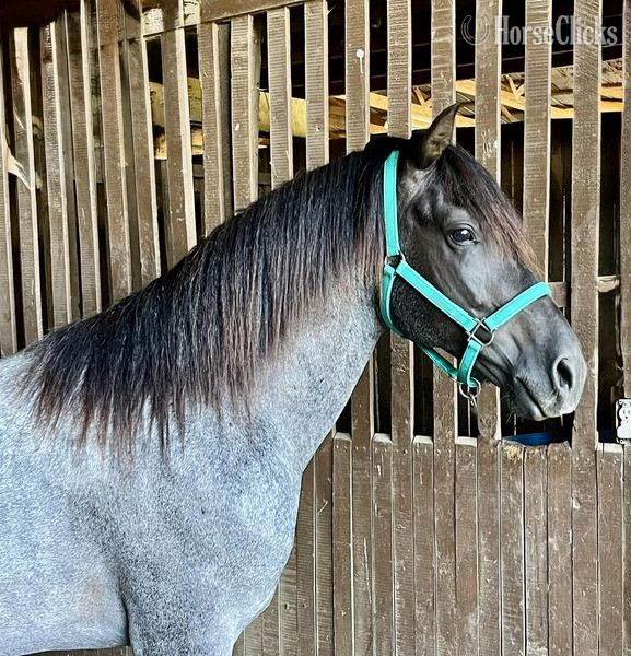 Kentucky Blue Roan 15hh Rocky Mountain Stallion