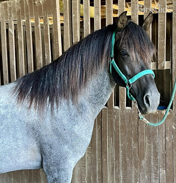 Blue Roan 15hh Rocky Mountain Stallion - Rocky Mountain in Kentucky