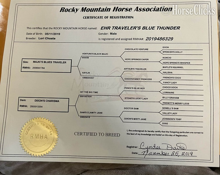 Blue Roan 15hh Rocky Mountain Stallion - Rocky Mountain