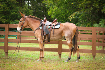 "RUSTY" Sorrel Gelding Mule
