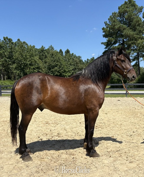 "Bay" Bay Gelding Draft in North Carolina