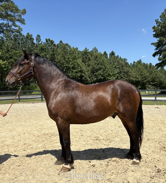 "Bay" Bay Gelding Draft