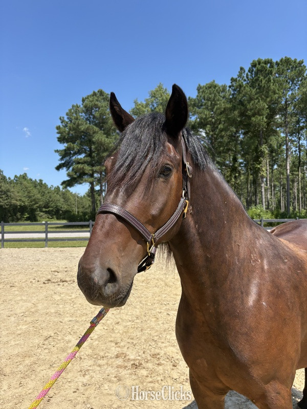 North Carolina "Bay" Bay Gelding Draft