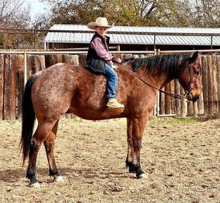 "Wesley" Bay Roan Gelding Quarter Horse