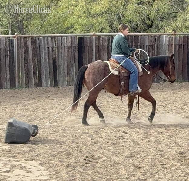 "Wesley" Bay Roan Gelding Quarter Horse