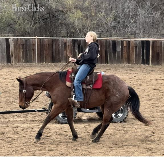 Texas "Wesley" Bay Roan Gelding Quarter Horse