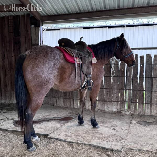 "Wesley" Bay Roan Gelding Quarter Horse - Quarter Horse in Texas