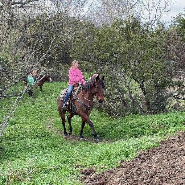 "Wesley" Bay Roan Gelding Quarter Horse - Quarter Horse