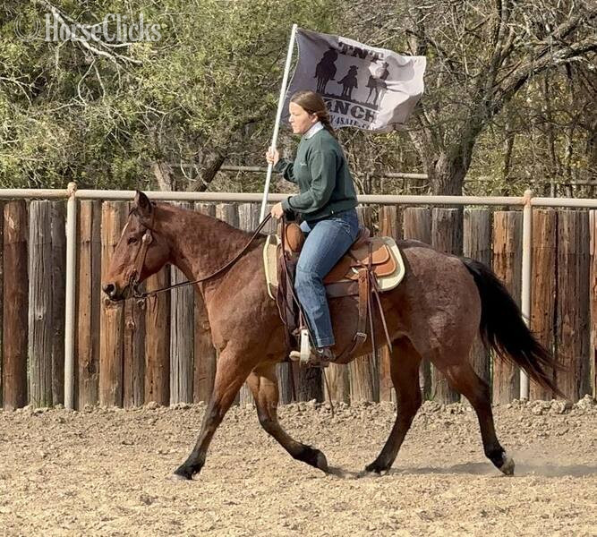 "Wesley" Bay Roan Gelding Quarter Horse Texas