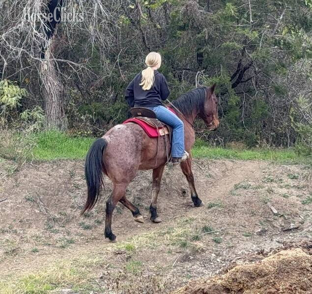 Quarter Horse - "Wesley" Bay Roan Gelding Quarter Horse in Texas