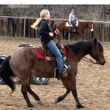Quarter Horse - "Wesley" Bay Roan Gelding Quarter Horse
