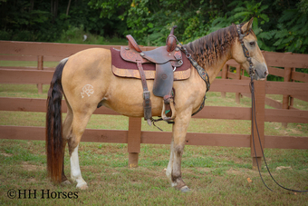 "CACTUS" Buckskin Gelding Quarter Horse